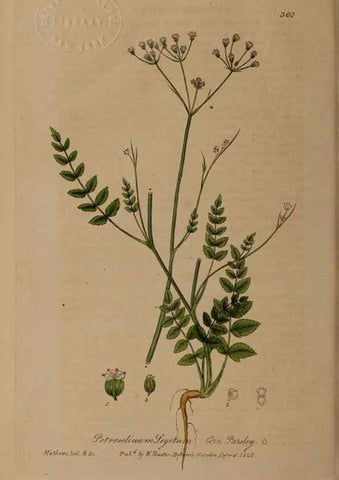 Reproducción/Reproduction 49788150331: British phaenogamous botany,. Oxford,Published by the author, sold by J.H. Parker [etc.]1834-43.. 