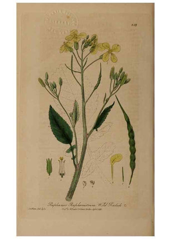 Reproducción/Reproduction 49788469562: British phaenogamous botany,. Oxford,Published by the author, sold by J.H. Parker [etc.]1834-43.. 