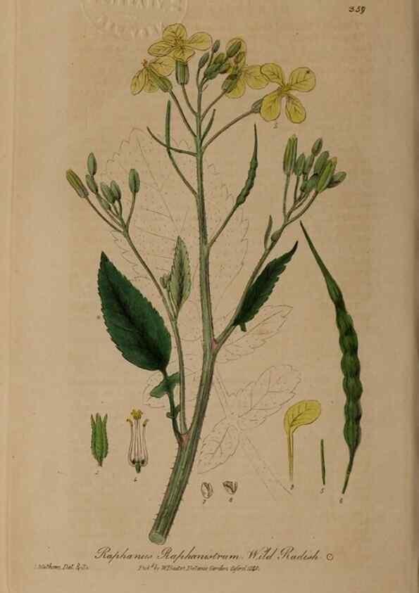 Reproducción/Reproduction 49788469562: British phaenogamous botany,. Oxford,Published by the author, sold by J.H. Parker [etc.]1834-43.. 