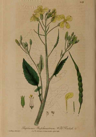 Reproducción/Reproduction 49788469562: British phaenogamous botany,. Oxford,Published by the author, sold by J.H. Parker [etc.]1834-43.. 