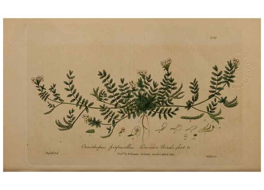 Reproducción/Reproduction 49788469312: British phaenogamous botany,. Oxford,Published by the author, sold by J.H. Parker [etc.]1834-43.. 