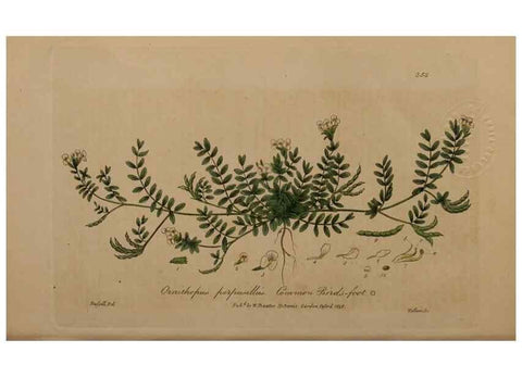 Reproducción/Reproduction 49788469312: British phaenogamous botany,. Oxford,Published by the author, sold by J.H. Parker [etc.]1834-43.. 