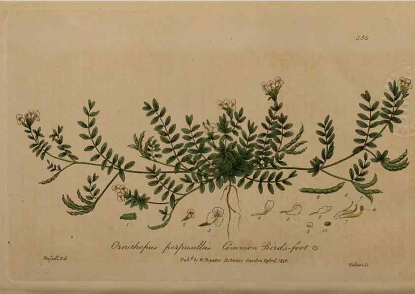 Reproducción/Reproduction 49788469312: British phaenogamous botany,. Oxford,Published by the author, sold by J.H. Parker [etc.]1834-43.. 