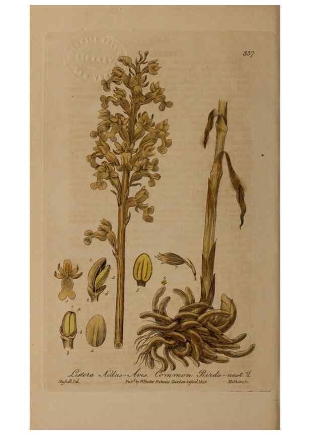 Reproducción/Reproduction 49788149706: British phaenogamous botany,. Oxford,Published by the author, sold by J.H. Parker [etc.]1834-43.. 