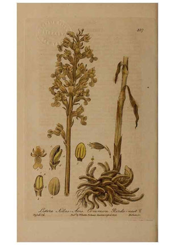 Reproducción/Reproduction 49788149706: British phaenogamous botany,. Oxford,Published by the author, sold by J.H. Parker [etc.]1834-43.. 