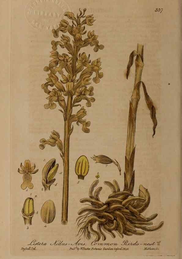 Reproducción/Reproduction 49788149706: British phaenogamous botany,. Oxford,Published by the author, sold by J.H. Parker [etc.]1834-43.. 