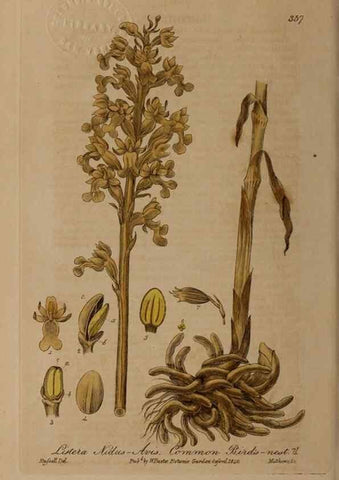 Reproducción/Reproduction 49788149706: British phaenogamous botany,. Oxford,Published by the author, sold by J.H. Parker [etc.]1834-43.. 