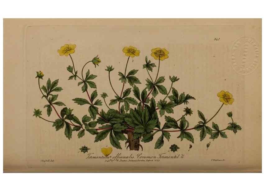 Reproducción/Reproduction 49788146186: British phaenogamous botany,. Oxford,Published by the author, sold by J.H. Parker [etc.]1834-43.. 