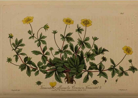 Reproducción/Reproduction 49788146186: British phaenogamous botany,. Oxford,Published by the author, sold by J.H. Parker [etc.]1834-43.. 