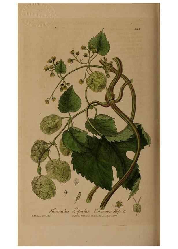 Reproducción/Reproduction 49787605988: British phaenogamous botany,. Oxford,Published by the author, sold by J.H. Parker [etc.]1834-43.. 