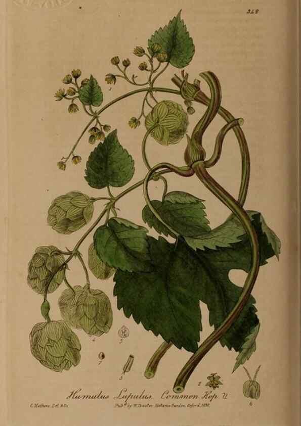 Reproducción/Reproduction 49787605988: British phaenogamous botany,. Oxford,Published by the author, sold by J.H. Parker [etc.]1834-43.. 