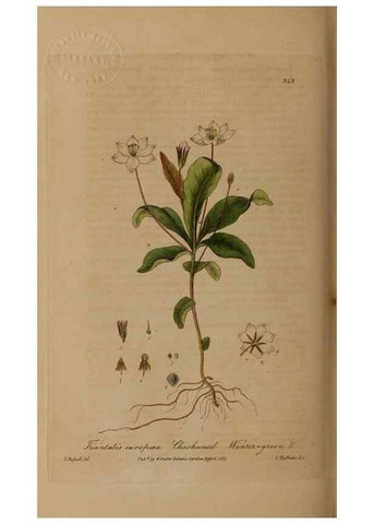 Reproducción/Reproduction 49788466447: British phaenogamous botany,. Oxford,Published by the author, sold by J.H. Parker [etc.]1834-43.. 
