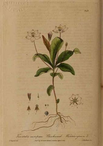 Reproducción/Reproduction 49788466447: British phaenogamous botany,. Oxford,Published by the author, sold by J.H. Parker [etc.]1834-43.. 
