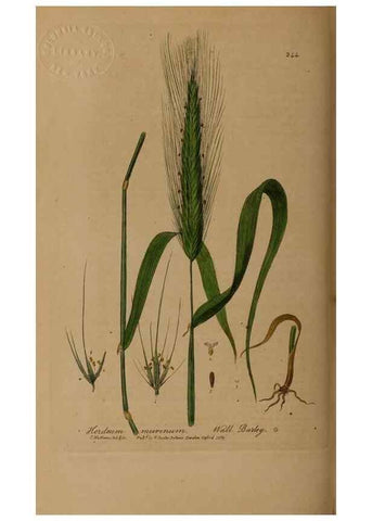 Reproducción/Reproduction 49788146976: British phaenogamous botany,. Oxford,Published by the author, sold by J.H. Parker [etc.]1834-43.. 