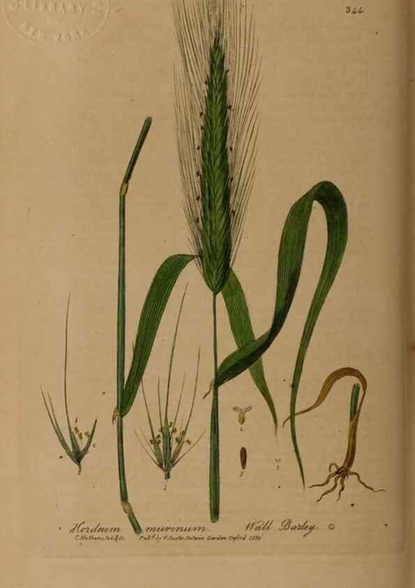 Reproducción/Reproduction 49788146976: British phaenogamous botany,. Oxford,Published by the author, sold by J.H. Parker [etc.]1834-43.. 