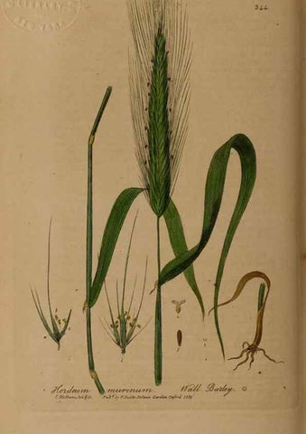 Reproducción/Reproduction 49788146976: British phaenogamous botany,. Oxford,Published by the author, sold by J.H. Parker [etc.]1834-43.. 