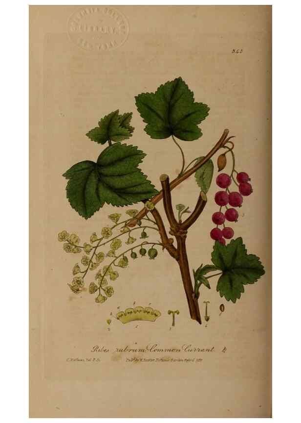 Reproducción/Reproduction 49788147146: British phaenogamous botany,. Oxford,Published by the author, sold by J.H. Parker [etc.]1834-43.. 