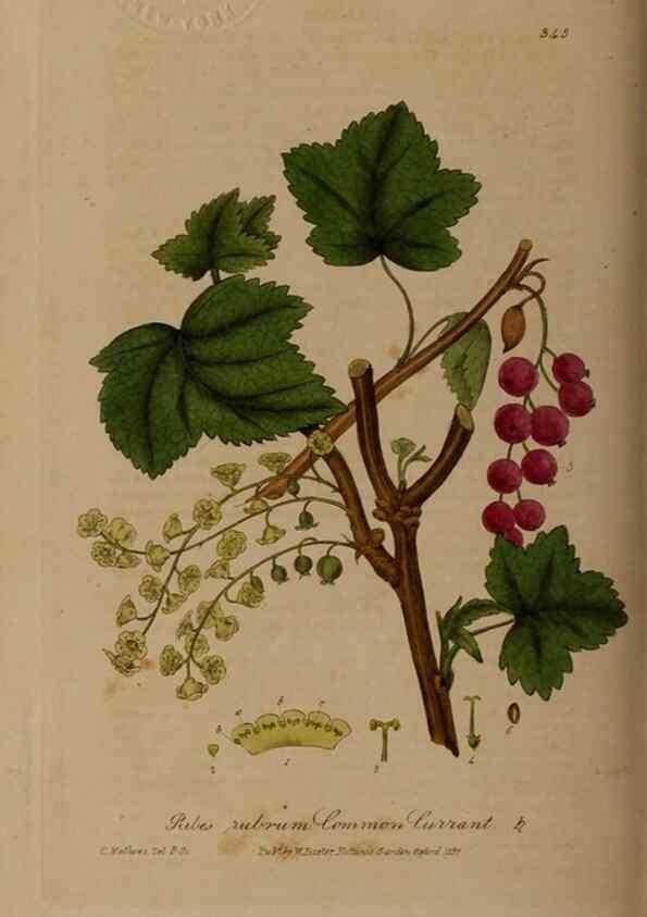 Reproducción/Reproduction 49788147146: British phaenogamous botany,. Oxford,Published by the author, sold by J.H. Parker [etc.]1834-43.. 