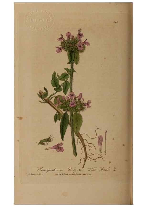 Reproducción/Reproduction 49787606888: British phaenogamous botany,. Oxford,Published by the author, sold by J.H. Parker [etc.]1834-43.. 