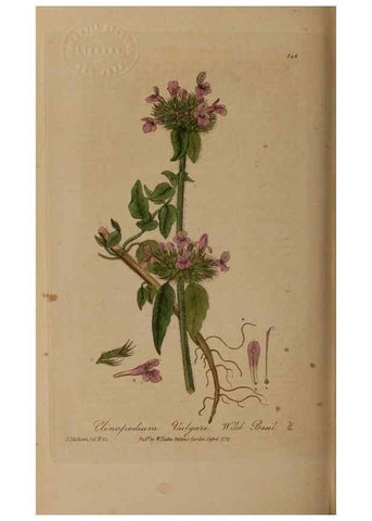 Reproducción/Reproduction 49787606888: British phaenogamous botany,. Oxford,Published by the author, sold by J.H. Parker [etc.]1834-43.. 