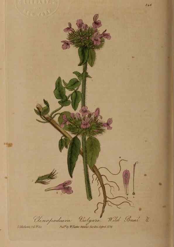 Reproducción/Reproduction 49787606888: British phaenogamous botany,. Oxford,Published by the author, sold by J.H. Parker [etc.]1834-43.. 