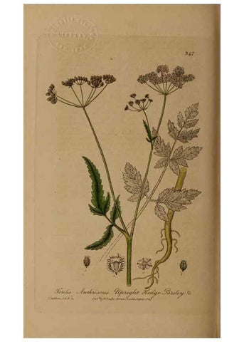 Reproducción/Reproduction 49788467362: British phaenogamous botany,. Oxford,Published by the author, sold by J.H. Parker [etc.]1834-43.. 