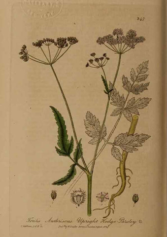 Reproducción/Reproduction 49788467362: British phaenogamous botany,. Oxford,Published by the author, sold by J.H. Parker [etc.]1834-43.. 