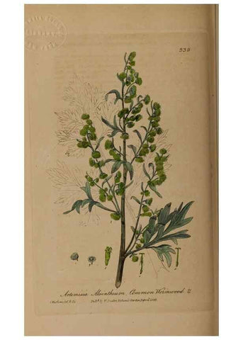 Reproducción/Reproduction 49787605443: British phaenogamous botany,. Oxford,Published by the author, sold by J.H. Parker [etc.]1834-43.. 