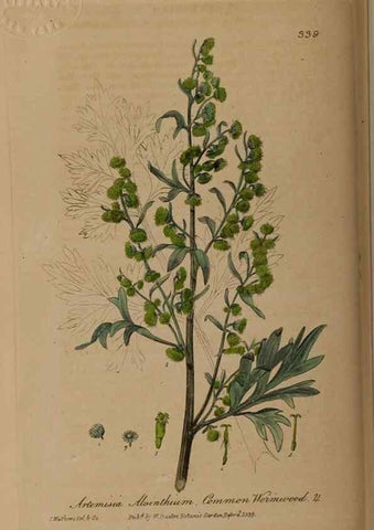 Reproducción/Reproduction 49787605443: British phaenogamous botany,. Oxford,Published by the author, sold by J.H. Parker [etc.]1834-43.. 