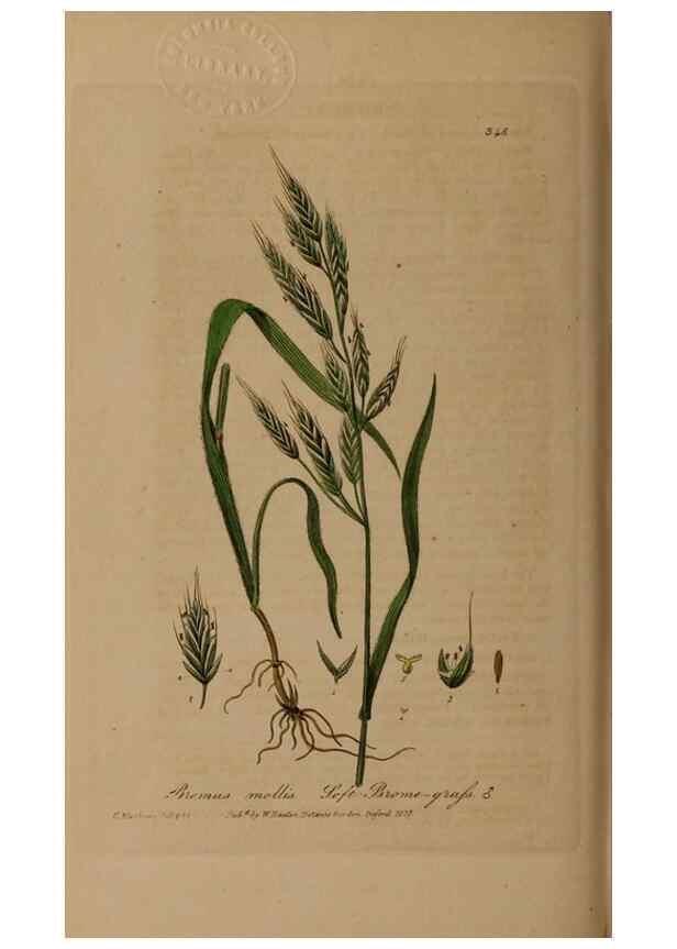 Reproducción/Reproduction 49788147896: British phaenogamous botany,. Oxford,Published by the author, sold by J.H. Parker [etc.]1834-43.. 