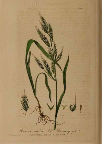 Reproducción/Reproduction 49788147896: British phaenogamous botany,. Oxford,Published by the author, sold by J.H. Parker [etc.]1834-43.. 