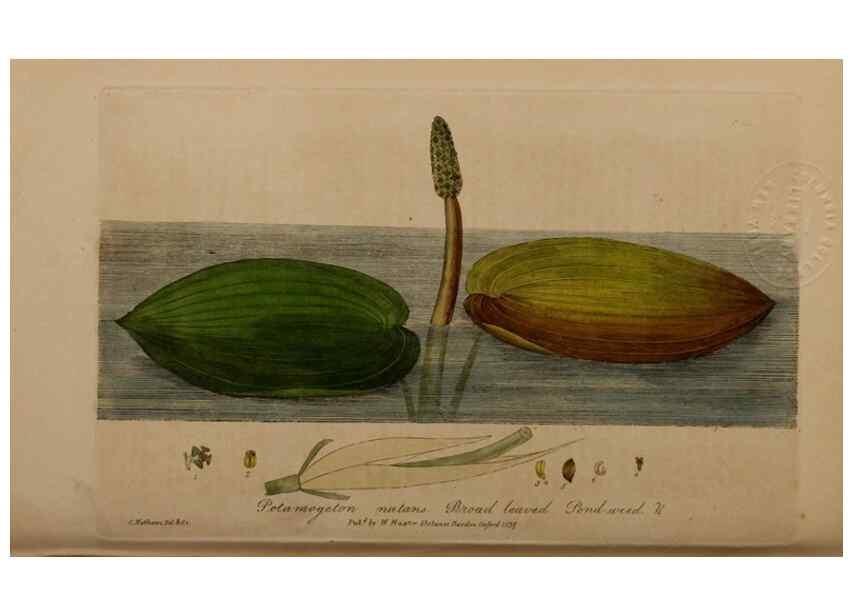 Reproducción/Reproduction 49788467877: British phaenogamous botany,. Oxford,Published by the author, sold by J.H. Parker [etc.]1834-43.. 