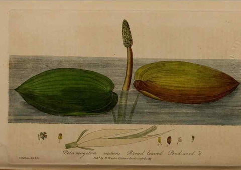 Reproducción/Reproduction 49788467877: British phaenogamous botany,. Oxford,Published by the author, sold by J.H. Parker [etc.]1834-43.. 