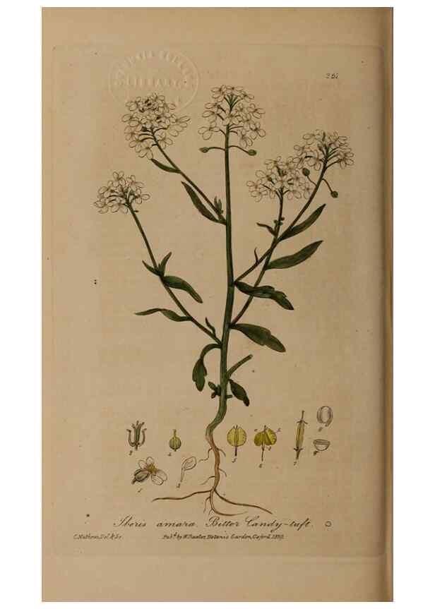 Reproducción/Reproduction 49787608063: British phaenogamous botany,. Oxford,Published by the author, sold by J.H. Parker [etc.]1834-43.. 