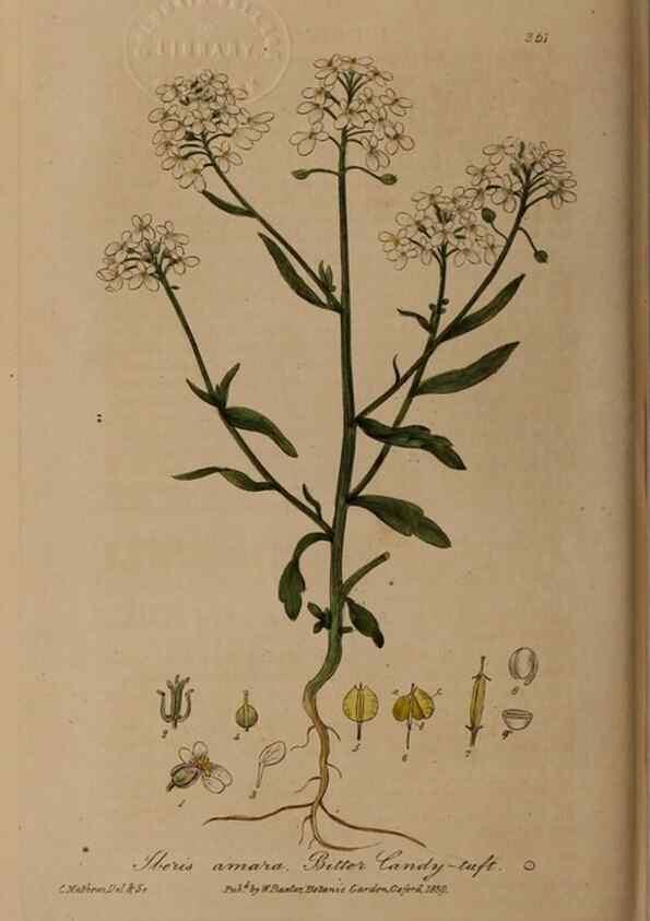 Reproducción/Reproduction 49787608063: British phaenogamous botany,. Oxford,Published by the author, sold by J.H. Parker [etc.]1834-43.. 