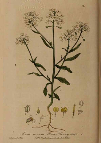 Reproducción/Reproduction 49787608063: British phaenogamous botany,. Oxford,Published by the author, sold by J.H. Parker [etc.]1834-43.. 