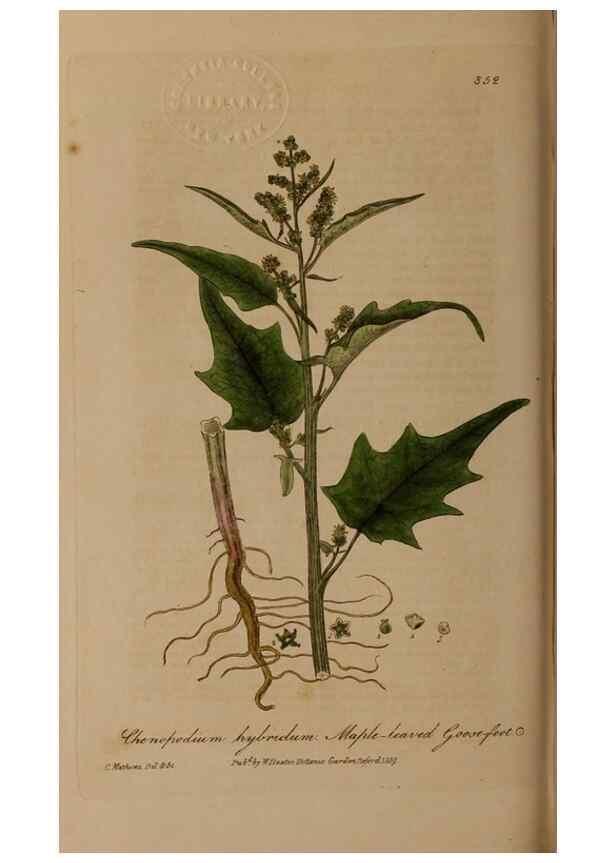 Reproducción/Reproduction 49788468272: British phaenogamous botany,. Oxford,Published by the author, sold by J.H. Parker [etc.]1834-43.. 