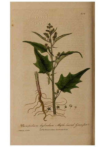 Reproducción/Reproduction 49788468272: British phaenogamous botany,. Oxford,Published by the author, sold by J.H. Parker [etc.]1834-43.. 