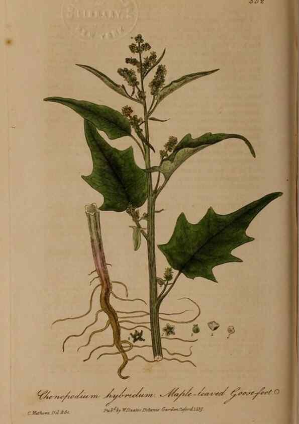 Reproducción/Reproduction 49788468272: British phaenogamous botany,. Oxford,Published by the author, sold by J.H. Parker [etc.]1834-43.. 