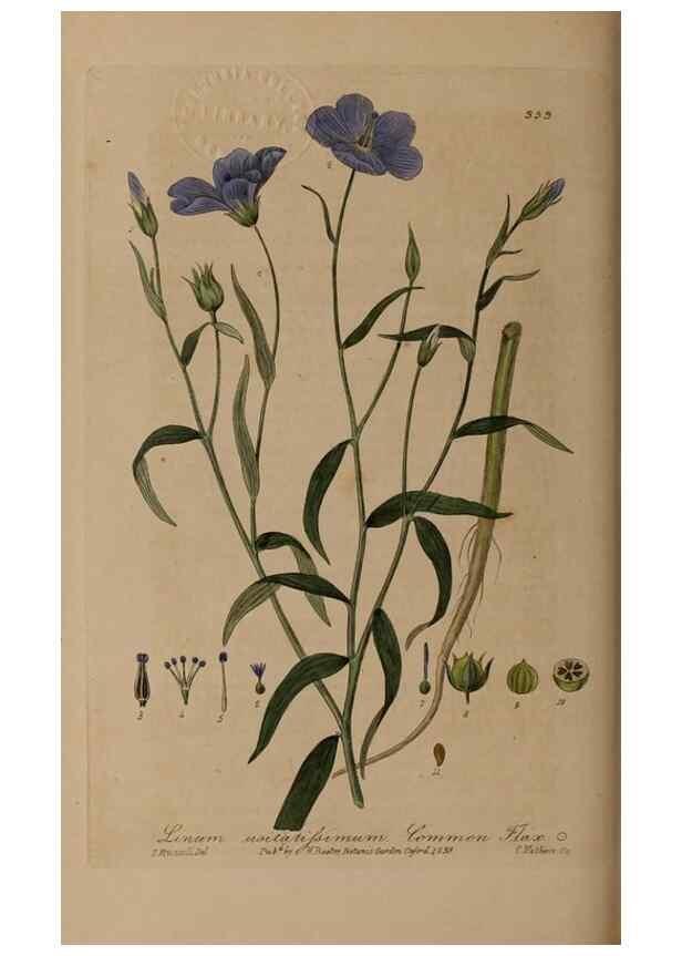 Reproducción/Reproduction 49788148946: British phaenogamous botany,. Oxford,Published by the author, sold by J.H. Parker [etc.]1834-43.. 