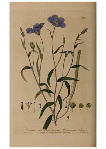 Reproducción/Reproduction 49788148946: British phaenogamous botany,. Oxford,Published by the author, sold by J.H. Parker [etc.]1834-43.. 