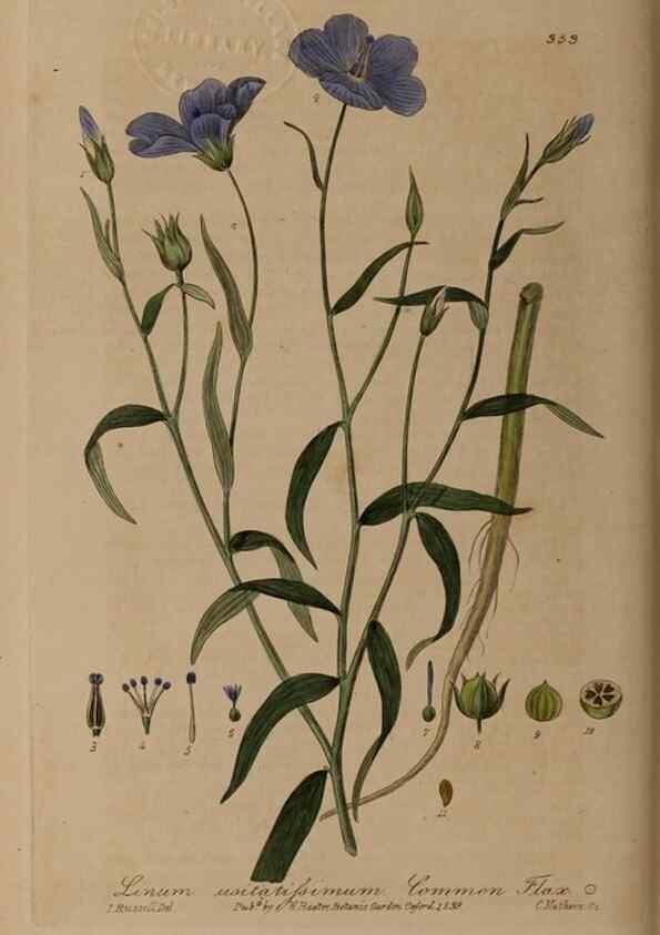 Reproducción/Reproduction 49788148946: British phaenogamous botany,. Oxford,Published by the author, sold by J.H. Parker [etc.]1834-43.. 