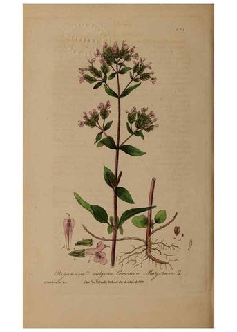 Reproducción/Reproduction 49788149116: British phaenogamous botany,. Oxford,Published by the author, sold by J.H. Parker [etc.]1834-43.. 