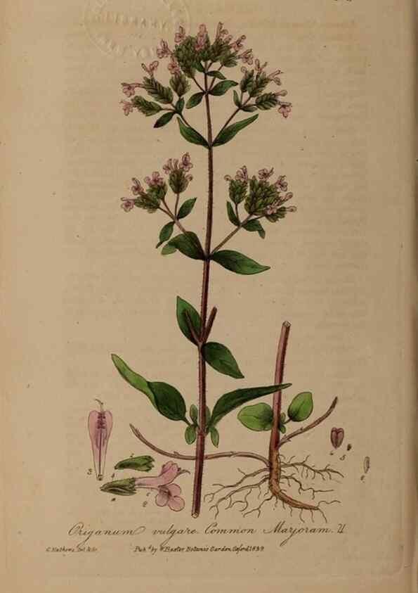 Reproducción/Reproduction 49788149116: British phaenogamous botany,. Oxford,Published by the author, sold by J.H. Parker [etc.]1834-43.. 