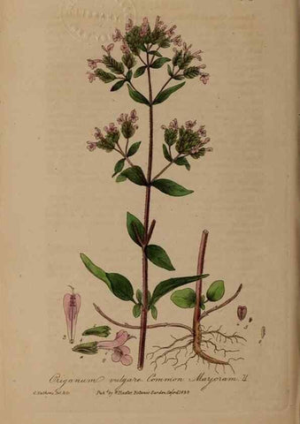 Reproducción/Reproduction 49788149116: British phaenogamous botany,. Oxford,Published by the author, sold by J.H. Parker [etc.]1834-43.. 