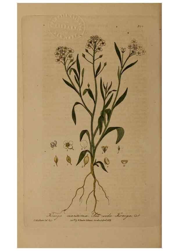 Reproducción/Reproduction 49788149331: British phaenogamous botany,. Oxford,Published by the author, sold by J.H. Parker [etc.]1834-43.. 