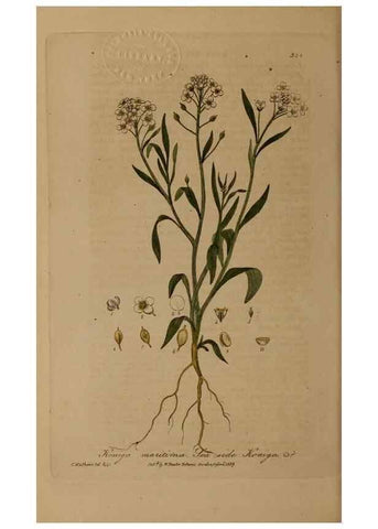 Reproducción/Reproduction 49788149331: British phaenogamous botany,. Oxford,Published by the author, sold by J.H. Parker [etc.]1834-43.. 