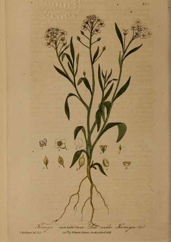 Reproducción/Reproduction 49788149331: British phaenogamous botany,. Oxford,Published by the author, sold by J.H. Parker [etc.]1834-43.. 
