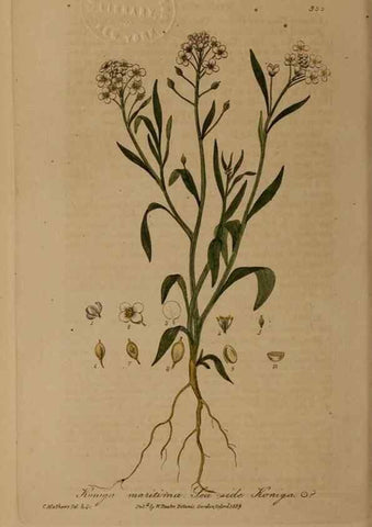 Reproducción/Reproduction 49788149331: British phaenogamous botany,. Oxford,Published by the author, sold by J.H. Parker [etc.]1834-43.. 