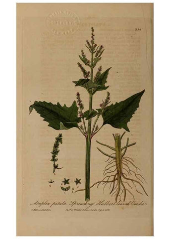Reproducción/Reproduction 49787608943: British phaenogamous botany,. Oxford,Published by the author, sold by J.H. Parker [etc.]1834-43.. 